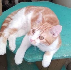 Meet your Posher, Annie